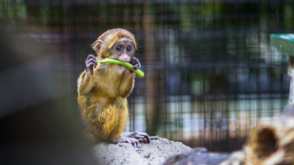 Een dag vol dieren en ontdekkingen in Rotterdam Zoo